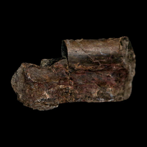 2.4" Maiasaura Hadrosaur Dinosaur Rib Bone Fossil Two Medicine FM Montana COA - Fossil Age Minerals