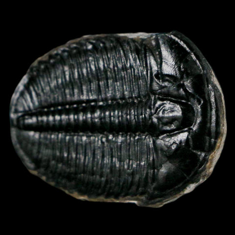 1.2" Elrathia Kingi Trilobite Fossil Utah Cambrian Age 521 Million Years Old COA - Fossil Age Minerals