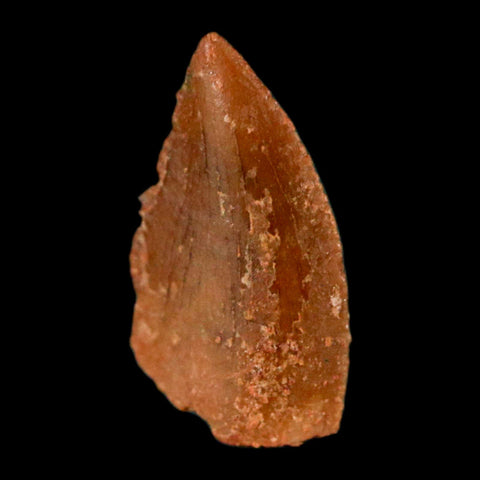 0.4" Abelisaur Serrated Tooth Fossil Cretaceous Age Dinosaur Morocco COA, Display - Fossil Age Minerals