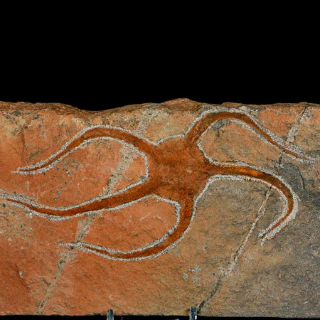 5.9" Brittlestar Ophiura Sp Starfish Fossil Ordovician Age Morocco COA & Stand