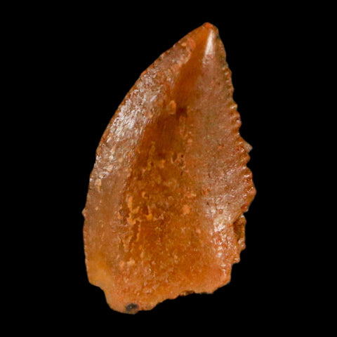 0.4" Abelisaur Serrated Tooth Fossil Cretaceous Age Dinosaur Morocco COA, Display - Fossil Age Minerals