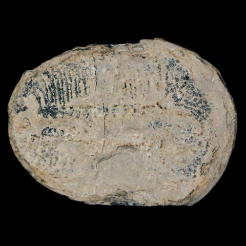 1.2" Elrathia Kingi Trilobite Fossil Utah Cambrian Age 521 Million Years Old COA - Fossil Age Minerals