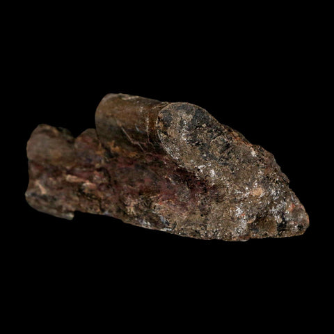 2.4" Maiasaura Hadrosaur Dinosaur Rib Bone Fossil Two Medicine FM Montana COA - Fossil Age Minerals