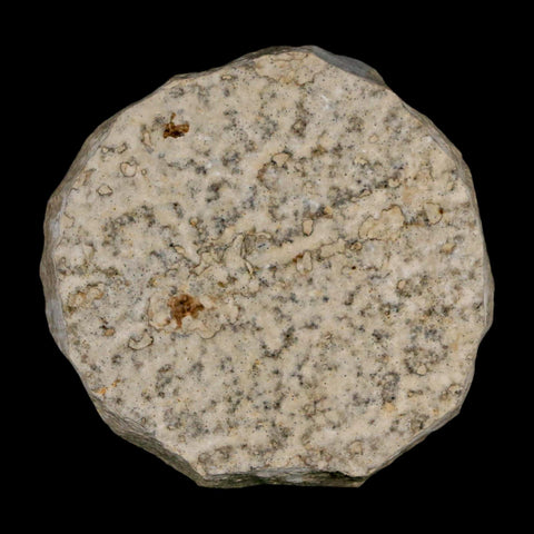 0.5 Detailed Fossil March Fly Insect Green River FM Uintah County UT Eocene Age