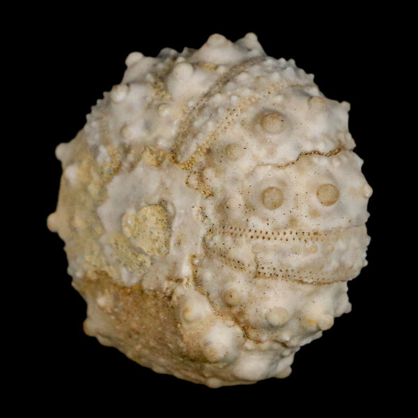 30MM Detailed Fossil Goniopygus Sp Sea Urchin Echinoid Cretaceous Morocco