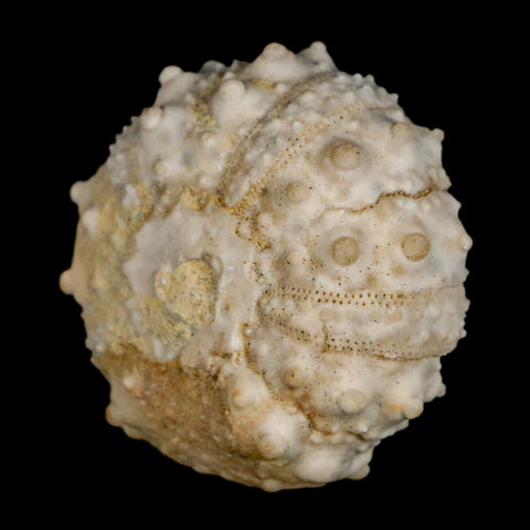 30MM Detailed Fossil Goniopygus Sp Sea Urchin Echinoid Cretaceous Morocco - Fossil Age Minerals