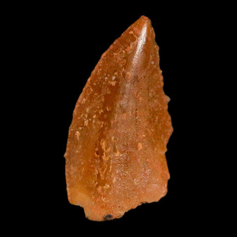 0.4" Abelisaur Serrated Tooth Fossil Cretaceous Age Dinosaur Morocco COA, Display - Fossil Age Minerals