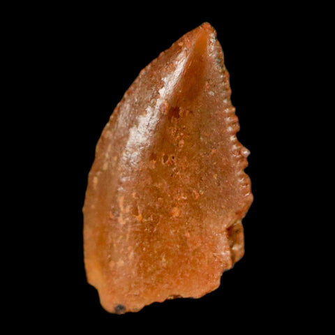 0.4" Abelisaur Serrated Tooth Fossil Cretaceous Age Dinosaur Morocco COA, Display - Fossil Age Minerals