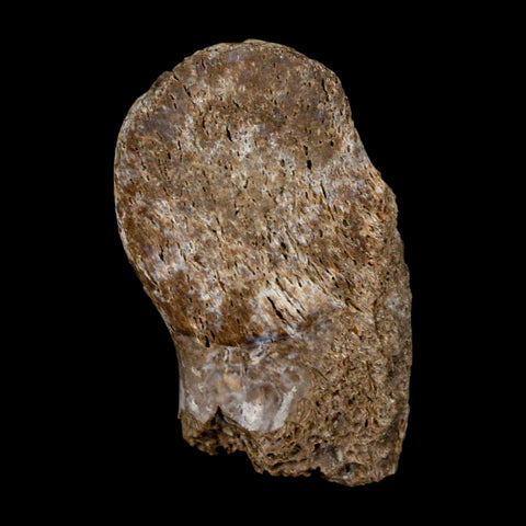 1.4" Thescelosaurus Fossil Process Vertebrae Cretaceous Dinosaur Lance Creek WY COA - Fossil Age Minerals