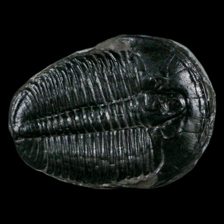 1.3" Elrathia Kingi Trilobite Fossil Utah Cambrian Age 521 Million Years Old COA