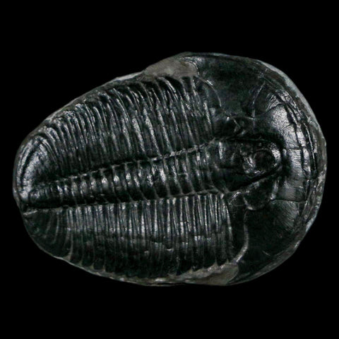 1.3" Elrathia Kingi Trilobite Fossil Utah Cambrian Age 521 Million Years Old COA - Fossil Age Minerals