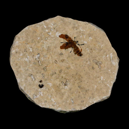 0.6 Detailed Fossil March Fly Insect Green River FM Uintah County UT Eocene Age