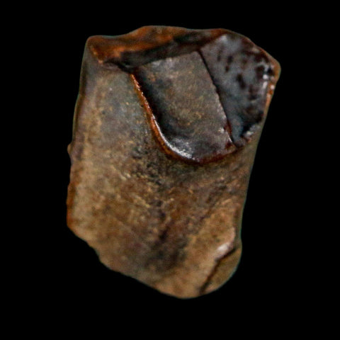 0.6" Triceratops Fossil Tooth Lance Creek FM Cretaceous Dinosaur WY COA Display