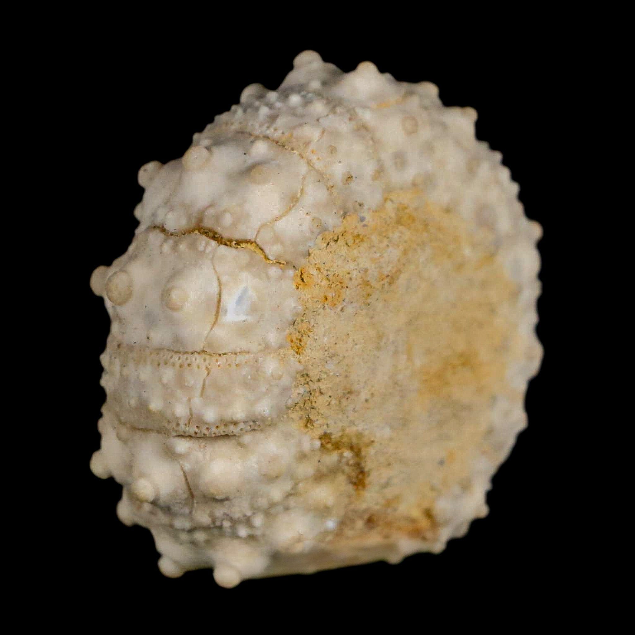 30MM Detailed Fossil Goniopygus Sp Sea Urchin Echinoid Cretaceous Morocco - Fossil Age Minerals