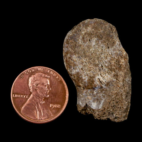 1.4" Thescelosaurus Fossil Process Vertebrae Cretaceous Dinosaur Lance Creek WY COA - Fossil Age Minerals