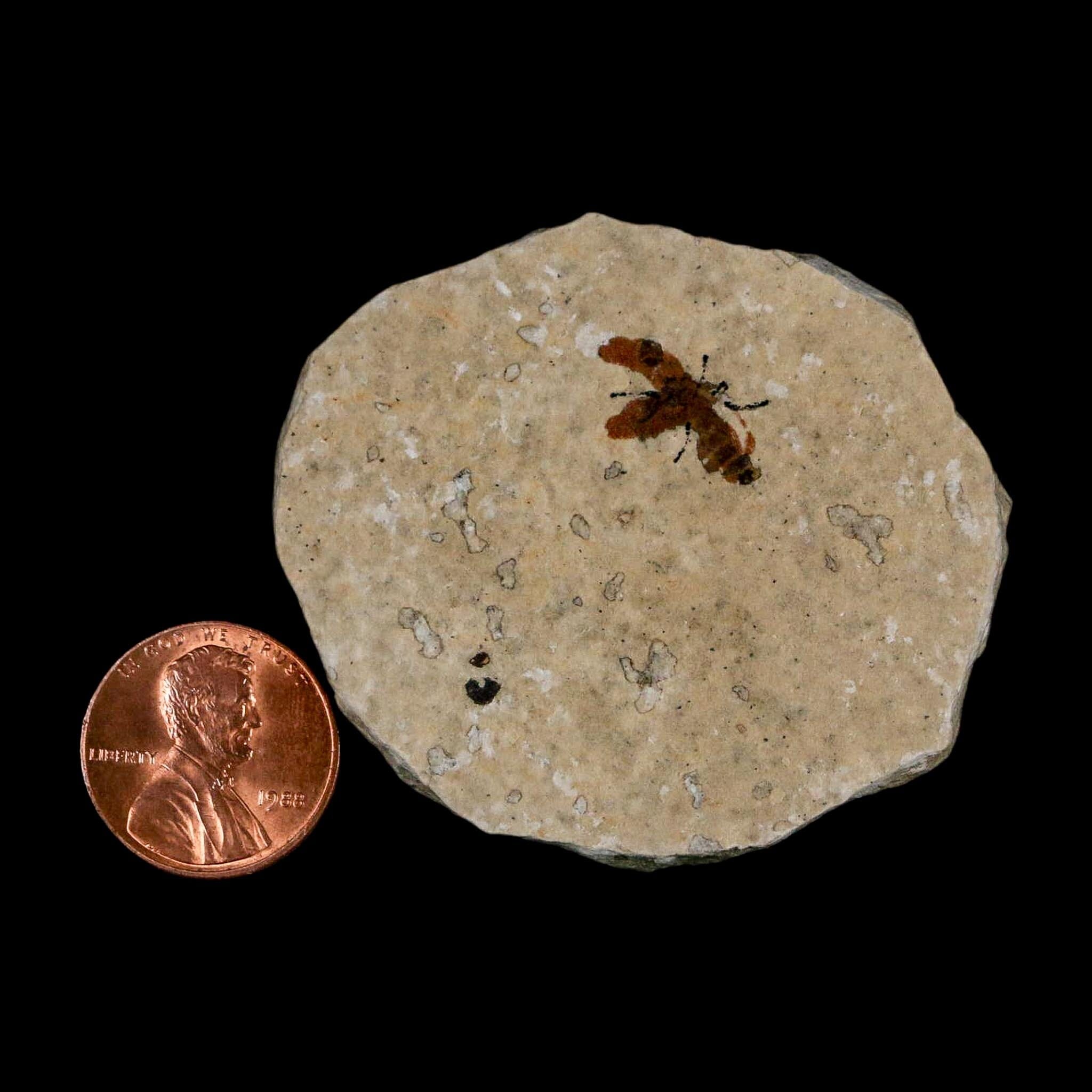 0.6 Detailed Fossil March Fly Insect Green River FM Uintah County UT Eocene Age - Fossil Age Minerals