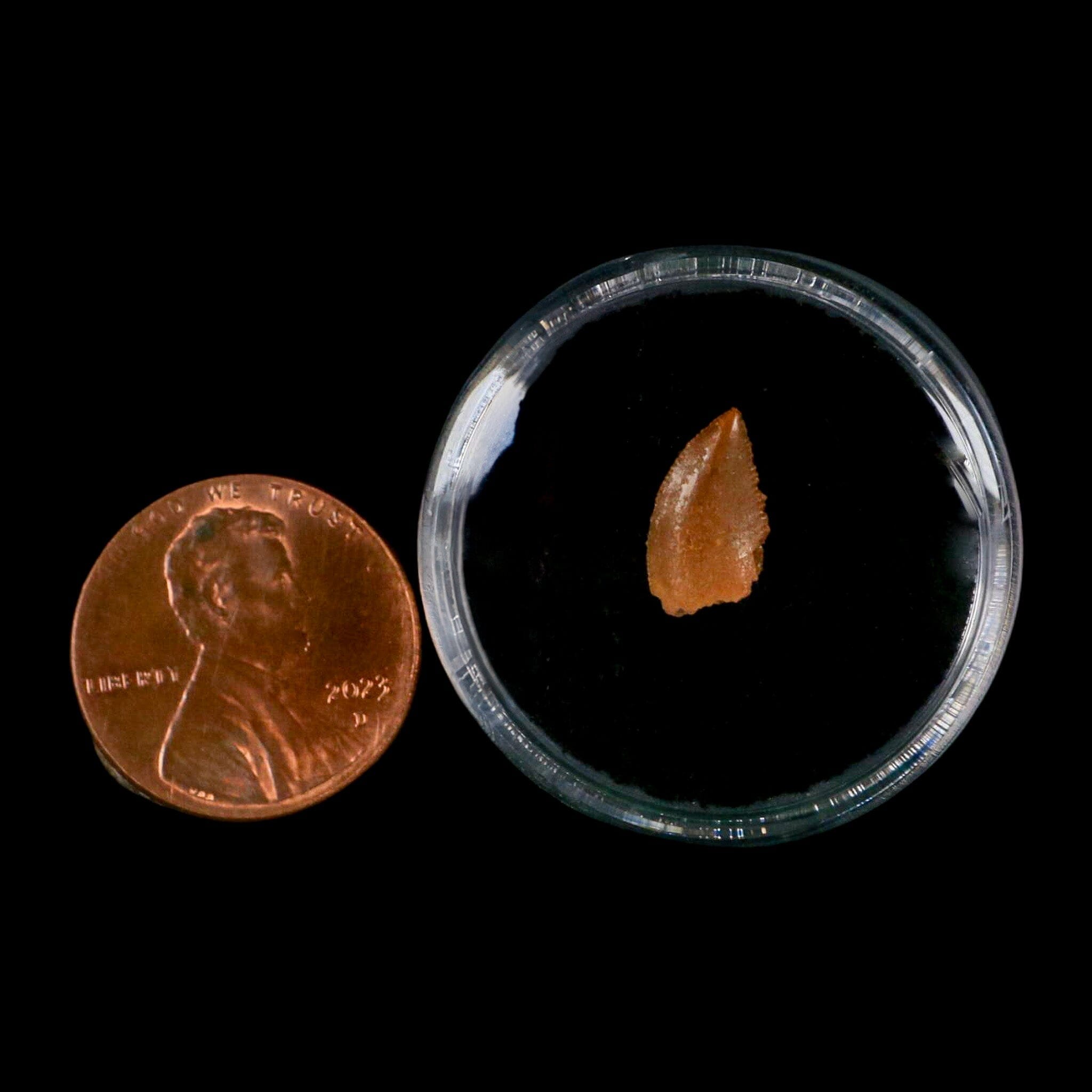 0.4" Abelisaur Serrated Tooth Fossil Cretaceous Age Dinosaur Morocco COA, Display - Fossil Age Minerals
