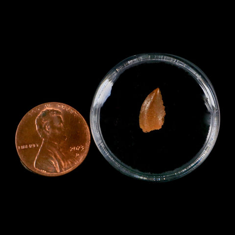 0.4" Abelisaur Serrated Tooth Fossil Cretaceous Age Dinosaur Morocco COA, Display - Fossil Age Minerals