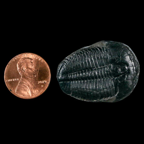 1.3" Elrathia Kingi Trilobite Fossil Utah Cambrian Age 521 Million Years Old COA - Fossil Age Minerals