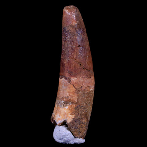 1.8" Spinosaurus Fossil Tooth 100 Mil Yrs Old Cretaceous Dinosaur COA & Stand - Fossil Age Minerals