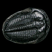 1.3" Elrathia Kingi Trilobite Fossil Utah Cambrian Age 521 Million Years Old COA