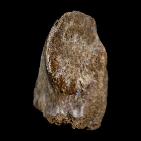 1.4" Thescelosaurus Fossil Process Vertebrae Cretaceous Dinosaur Lance Creek WY COA - Fossil Age Minerals