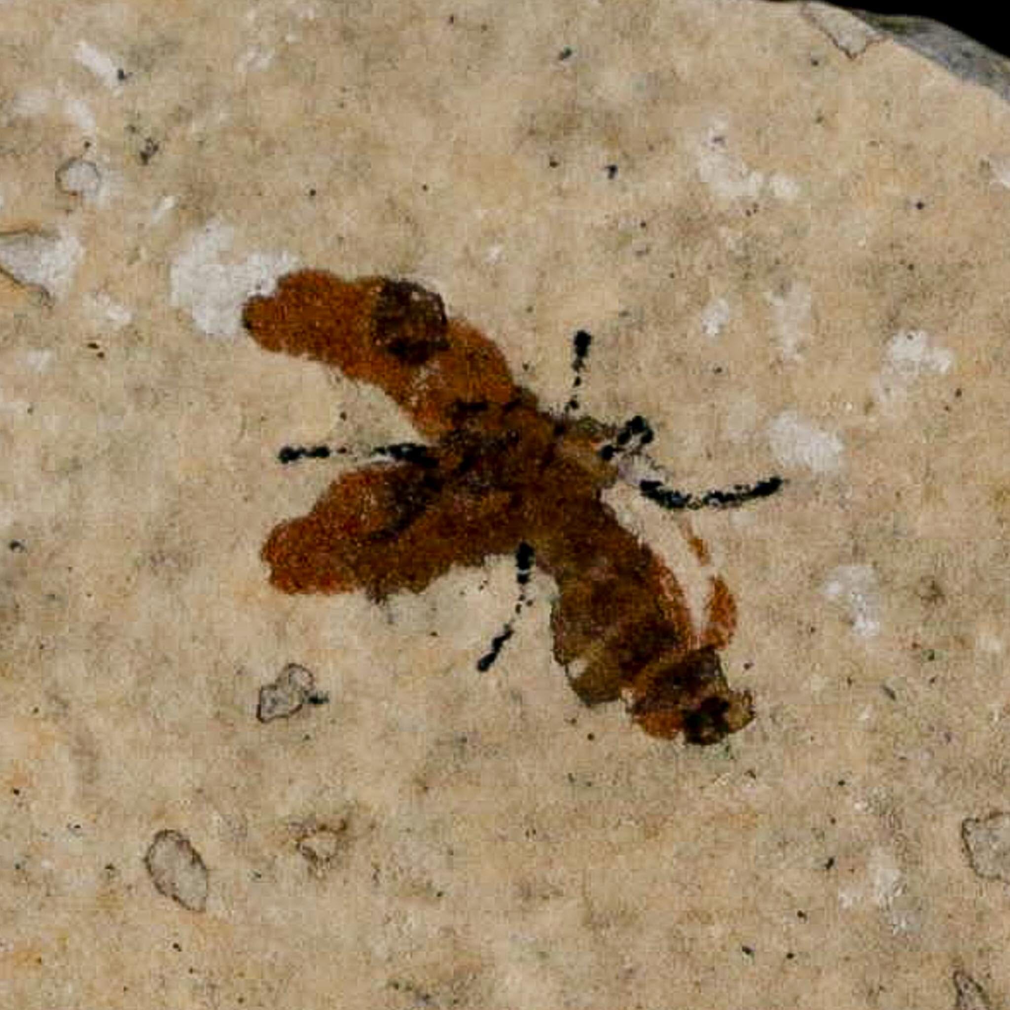 0.6 Detailed Fossil March Fly Insect Green River FM Uintah County UT Eocene Age - Fossil Age Minerals