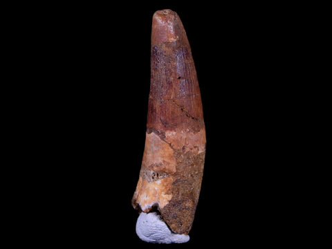 1.8" Spinosaurus Fossil Tooth 100 Mil Yrs Old Cretaceous Dinosaur COA & Stand - Fossil Age Minerals