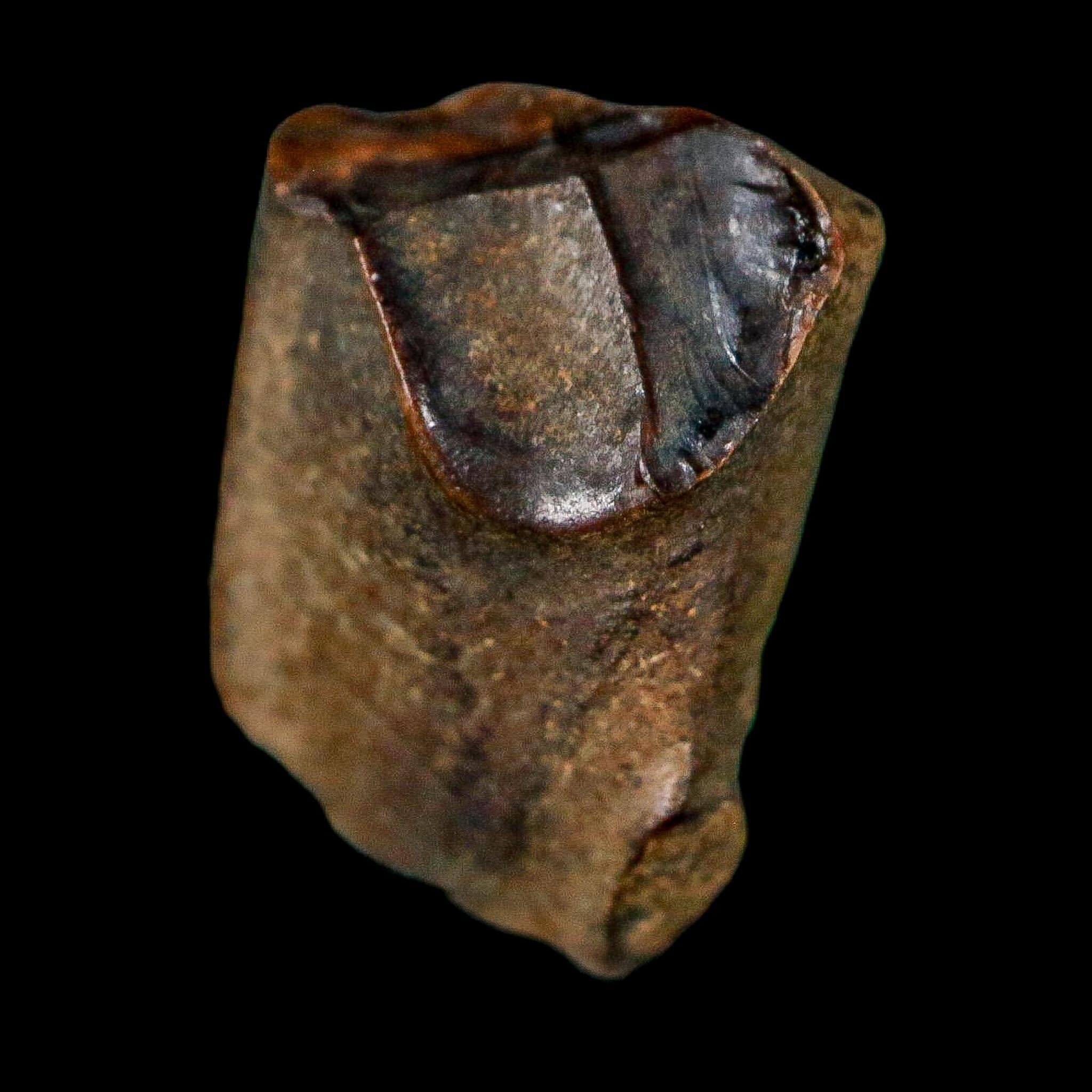 0.6" Triceratops Fossil Tooth Lance Creek FM Cretaceous Dinosaur WY COA Display - Fossil Age Minerals