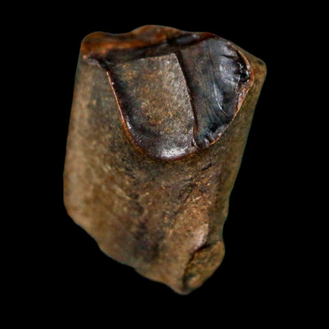 0.6" Triceratops Fossil Tooth Lance Creek FM Cretaceous Dinosaur WY COA Display