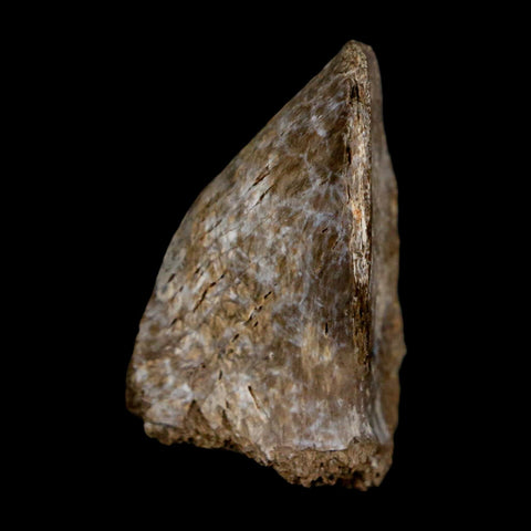 1.4" Thescelosaurus Fossil Process Vertebrae Cretaceous Dinosaur Lance Creek WY COA - Fossil Age Minerals