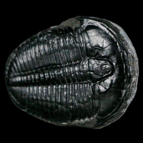 1.3" Elrathia Kingi Trilobite Fossil Utah Cambrian Age 521 Million Years Old COA - Fossil Age Minerals