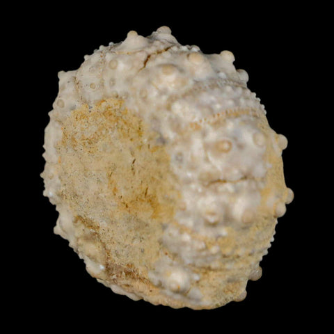 30MM Detailed Fossil Goniopygus Sp Sea Urchin Echinoid Cretaceous Morocco - Fossil Age Minerals