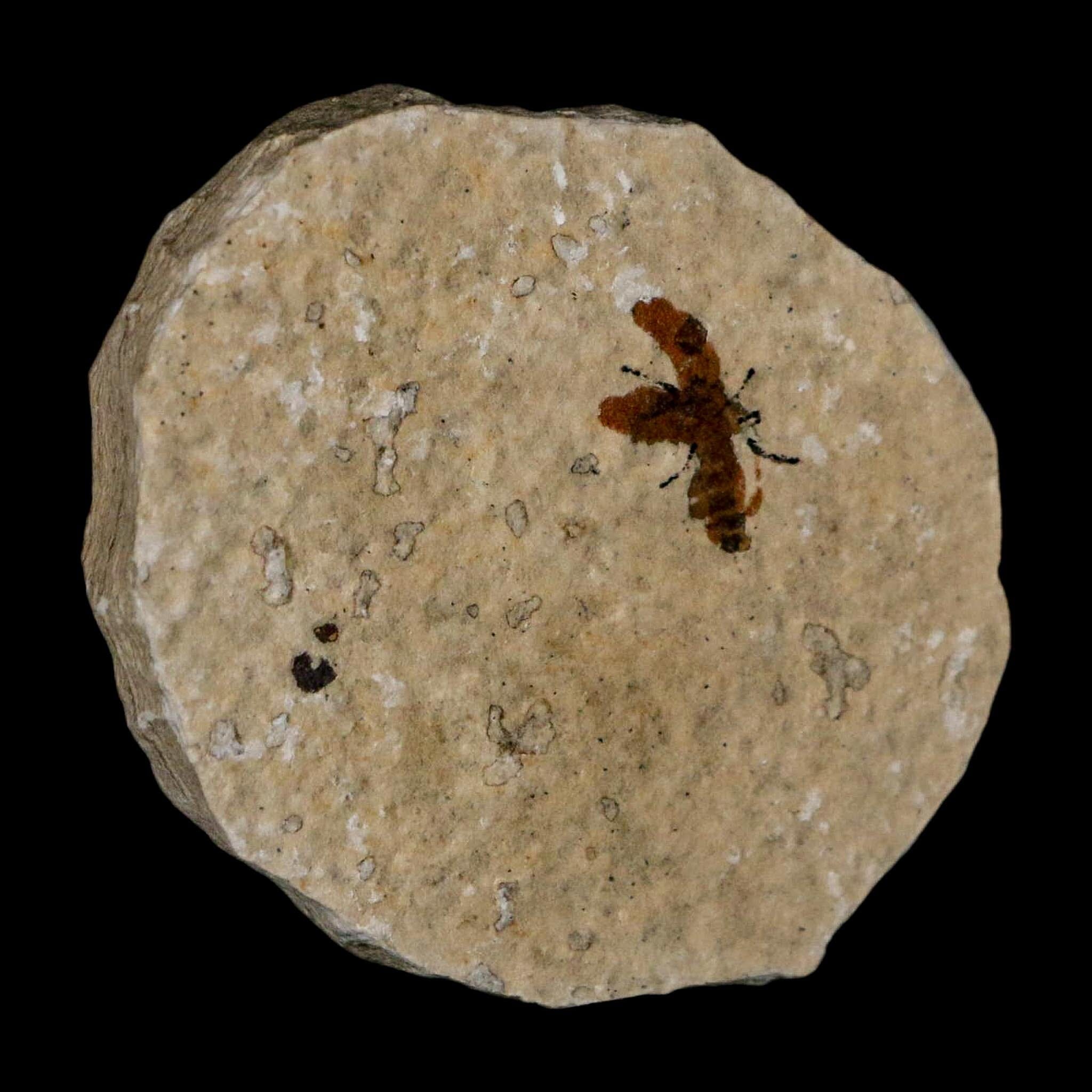 0.6 Detailed Fossil March Fly Insect Green River FM Uintah County UT Eocene Age - Fossil Age Minerals