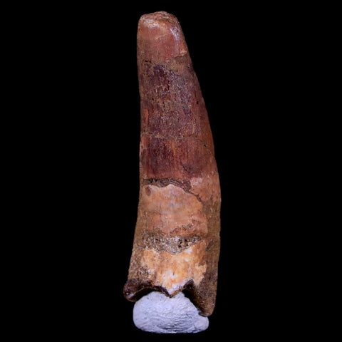 1.8" Spinosaurus Fossil Tooth 100 Mil Yrs Old Cretaceous Dinosaur COA & Stand - Fossil Age Minerals