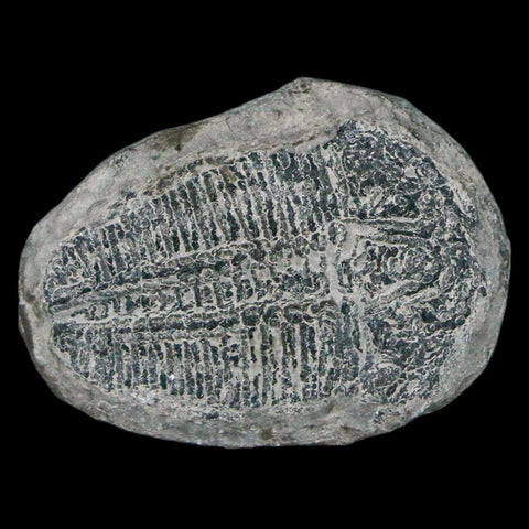 1.3" Elrathia Kingi Trilobite Fossil Utah Cambrian Age 521 Million Years Old COA - Fossil Age Minerals