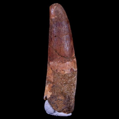 1.8" Spinosaurus Fossil Tooth 100 Mil Yrs Old Cretaceous Dinosaur COA & Stand - Fossil Age Minerals