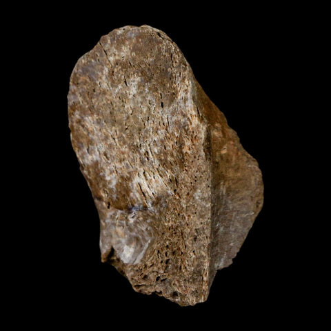 1.4" Thescelosaurus Fossil Process Vertebrae Cretaceous Dinosaur Lance Creek WY COA - Fossil Age Minerals