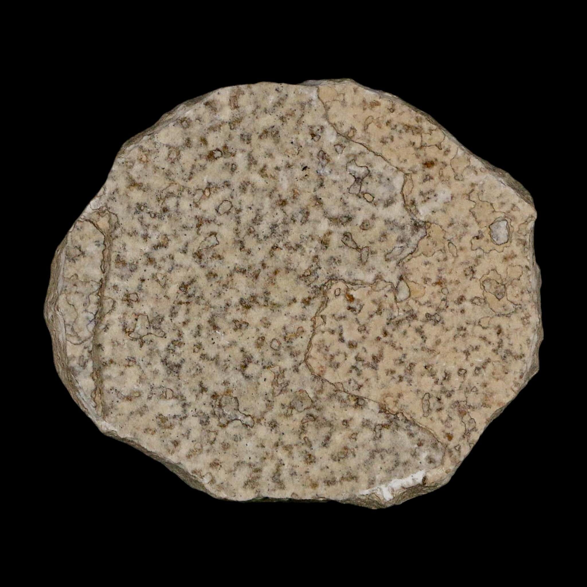 0.6 Detailed Fossil March Fly Insect Green River FM Uintah County UT Eocene Age - Fossil Age Minerals
