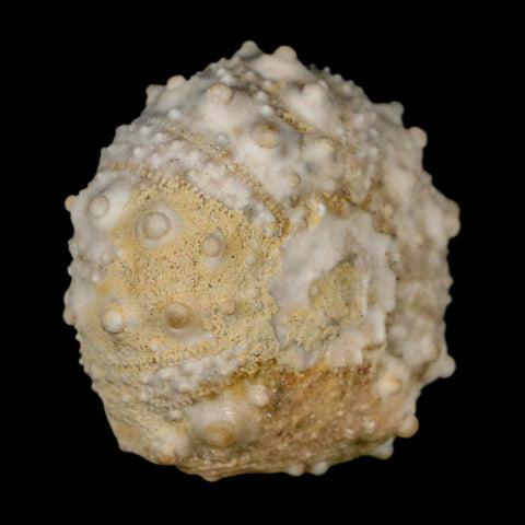 30MM Detailed Fossil Goniopygus Sp Sea Urchin Echinoid Cretaceous Morocco - Fossil Age Minerals