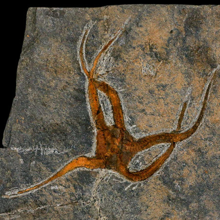 4.7" Brittlestar Ophiura Sp Starfish Fossil Ordovician Age Morocco COA & Stand