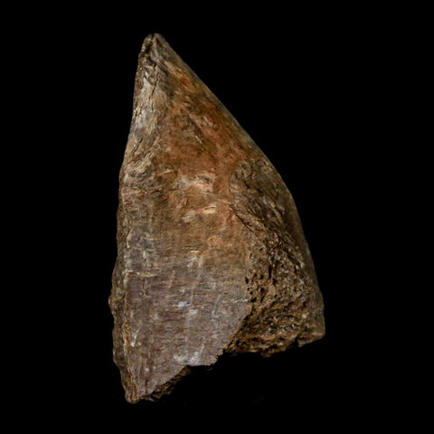 1.4" Thescelosaurus Fossil Process Vertebrae Cretaceous Dinosaur Lance Creek WY COA - Fossil Age Minerals