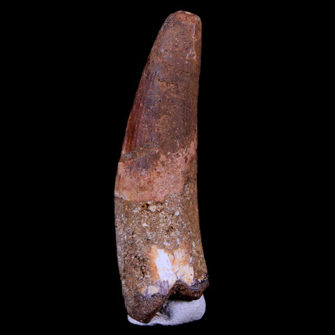 1.8" Spinosaurus Fossil Tooth 100 Mil Yrs Old Cretaceous Dinosaur COA & Stand - Fossil Age Minerals