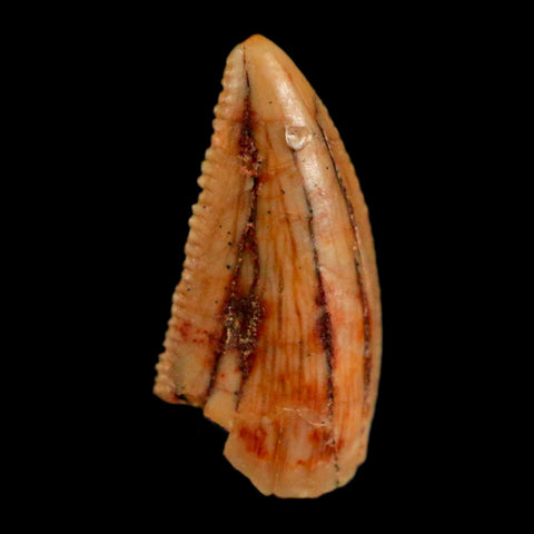 0.5" Abelisaur Serrated Tooth Fossil Cretaceous Age Dinosaur Morocco COA, Display - Fossil Age Minerals