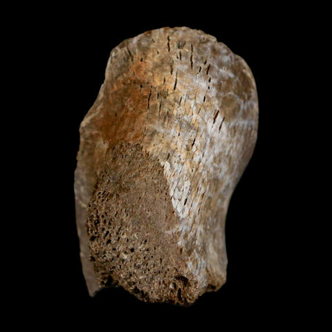 1.4" Thescelosaurus Fossil Process Vertebrae Cretaceous Dinosaur Lance Creek WY COA - Fossil Age Minerals