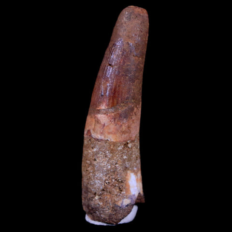 1.8" Spinosaurus Fossil Tooth 100 Mil Yrs Old Cretaceous Dinosaur COA & Stand - Fossil Age Minerals