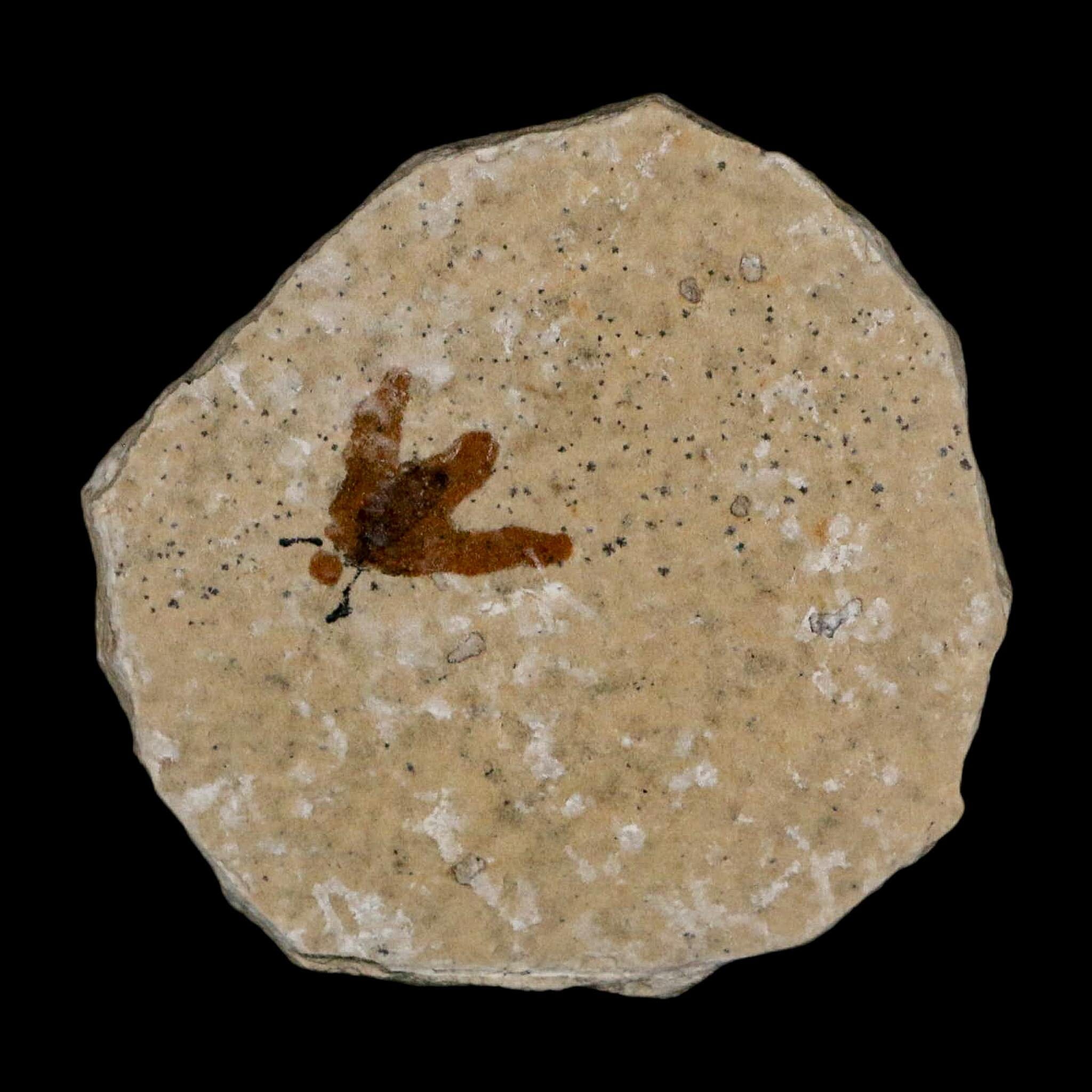 0.5 Detailed Fossil March Fly Insect Green River FM Uintah County UT Eocene Age - Fossil Age Minerals