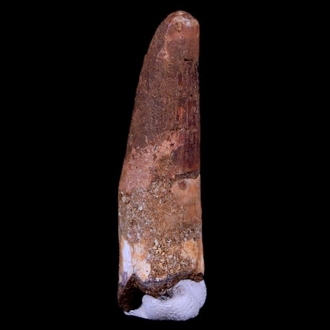 1.8" Spinosaurus Fossil Tooth 100 Mil Yrs Old Cretaceous Dinosaur COA & Stand - Fossil Age Minerals