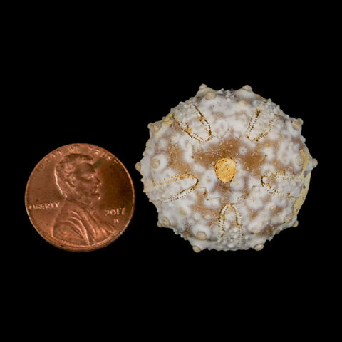 29MM Detailed Fossil Goniopygus Sp Sea Urchin Echinoid Cretaceous Morocco - Fossil Age Minerals