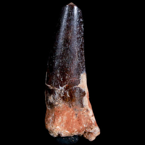 2" Spinosaurus Fossil Tooth 100 Mil Yrs Old Cretaceous Dinosaur COA & Stand - Fossil Age Minerals
